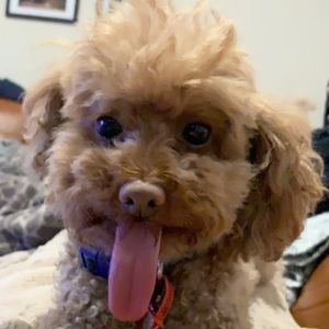 Meet your Posher, Renee